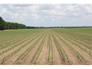 Property photo 1 - ARKANSAS LAND AUCTION, 1274+/- Acres offered in 2 Tracts